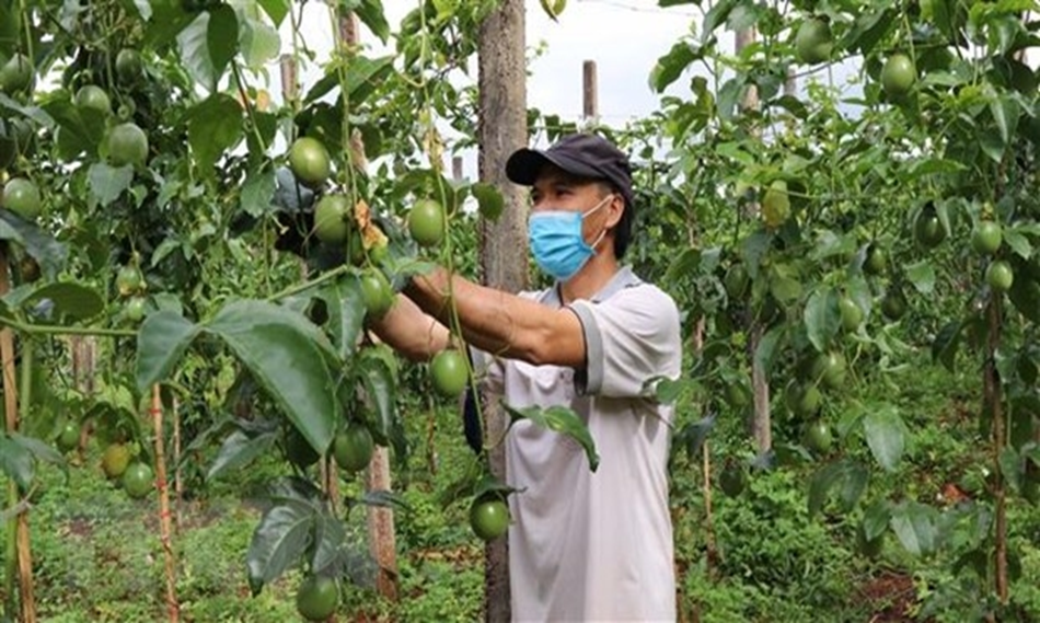 Phần mềm nhật ký sản xuất FaceFarm hỗ trợ xây dựng mã số vùng trồng chanh dây